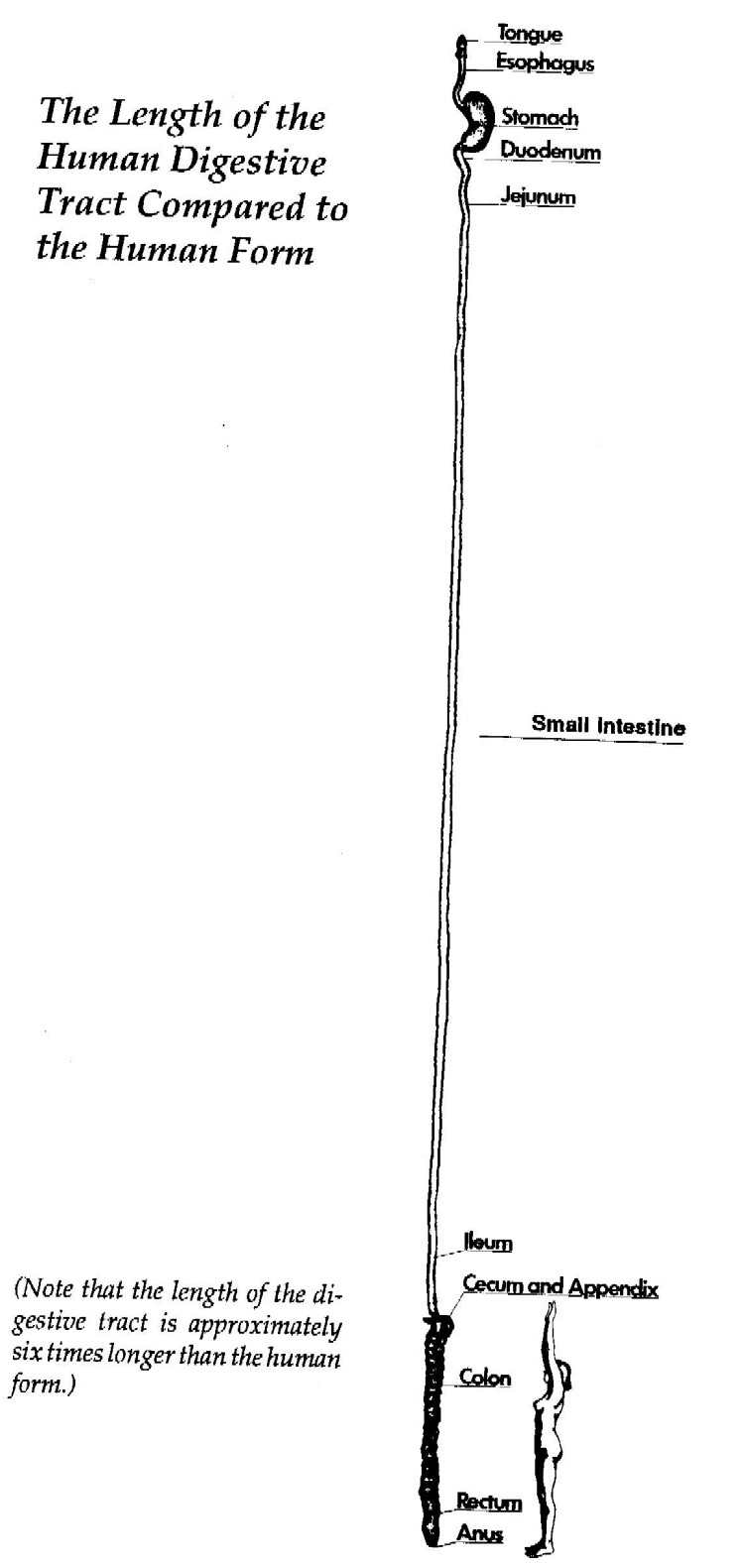 Colon Length