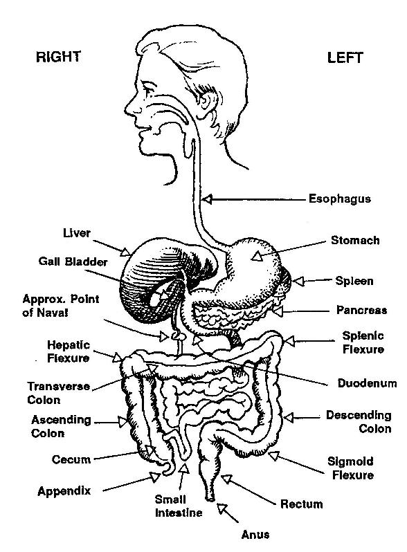 Ayala International - Diagrams